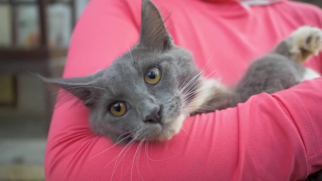 Woman in pink shirt holds a lazy, sleepy grey cat with white tips on its paws. Cat relaxing in the arms of a person holding it. Cat looking around while being held. Closeup.