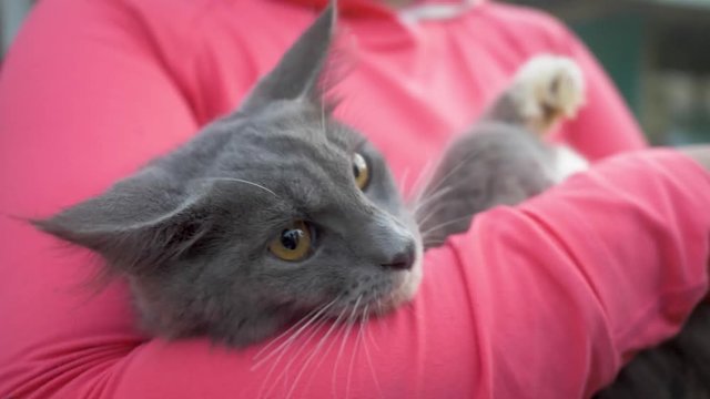Grey cat with white paws laying in the arms of a woman wearing a bright pink shirt. Cat lover holds her pet like a baby. Close up view.