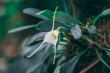 white flower plant