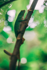Green Lizard in rainforest