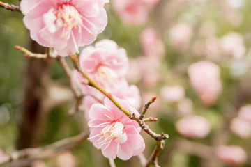 Obraz premium Closeup beautiful and pink Plum blossom blooming on tree brunch and winter season with blurry background and copy space.