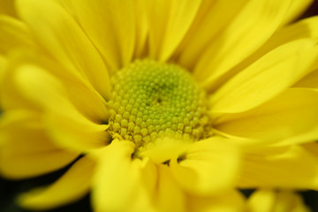 Center of the Yellow Flower