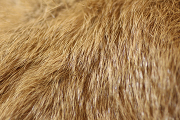 Macro Mammal Fur
