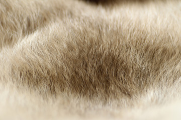 Rabbit Fur