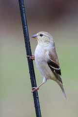 Spinus psaltria outside backyard home feeder