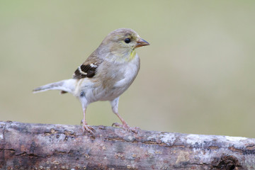 Spinus psaltria outside backyard home feeder