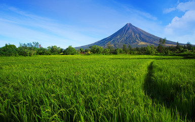 Mayon volcano near green rice fields,Philippines