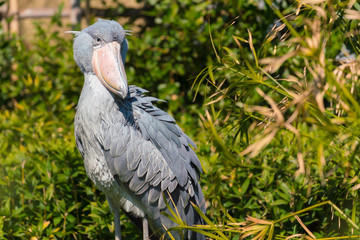 上野動物園
