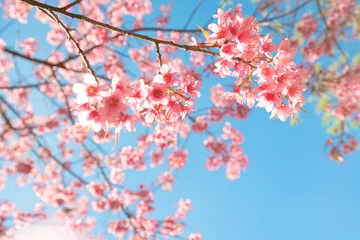 Keuken spatwand met foto Mooie sakurabloem (kersenbloesem) in de lente. de bloem van de sakuraboom op blauwe hemel. © jakkapan