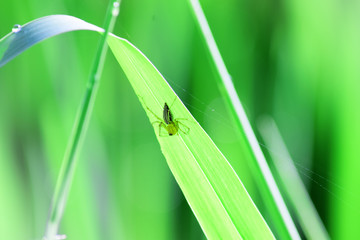  close up natural flowers, flowers bloom with blur background, used for background or wallpaper