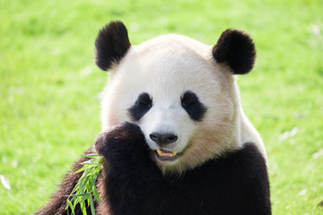 パンダ　ジャイアントパンダ © lastpresent