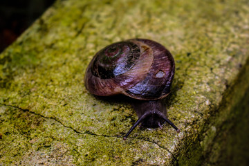 Snail