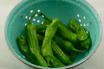 Shishito peppers thoroughly rinsed with water and drying in blue colander