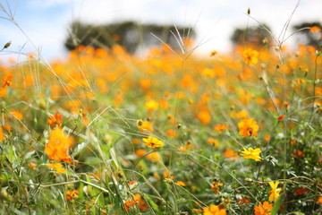 キバナコスモスの丘