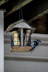 Feeding Downy woodpecker