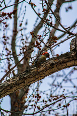 Red-headed woodpecker