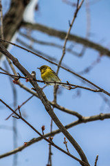 Perched bird