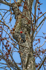 Red-headed woodpecker