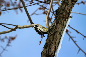 Downy woodpecker