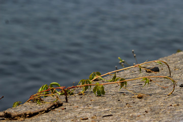 Vines