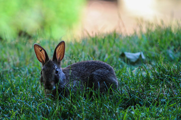Staring bunny