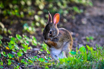 Funny bunny