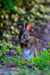Speak-no-evil bunny