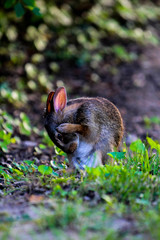 Hear-no-evil bunny