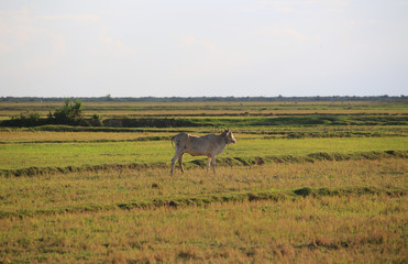 cow palm tree alone on the field