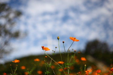 キバナコスモスの丘