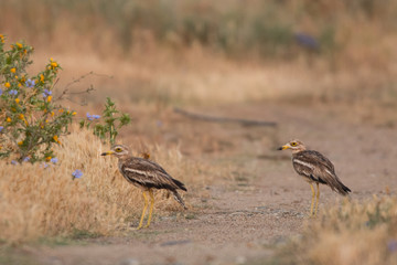 Eurasian stone-curlew / Burhinus oedicnemus