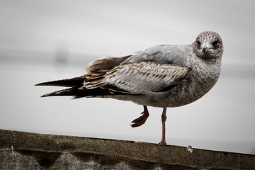 Balancing seagull