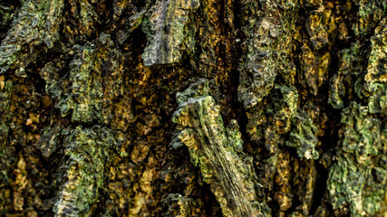 Obraz premium detail closeup of bark of a tree. natural abstract texture background