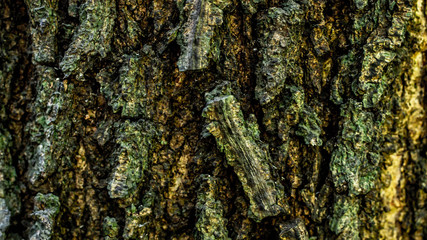 detail closeup of bark of a tree. natural abstract texture background