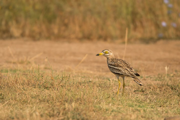 Eurasian stone-curlew / Burhinus oedicnemus