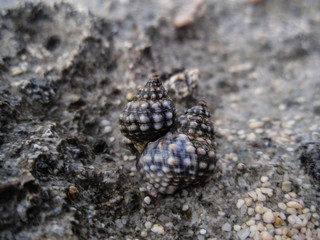 Shells macro