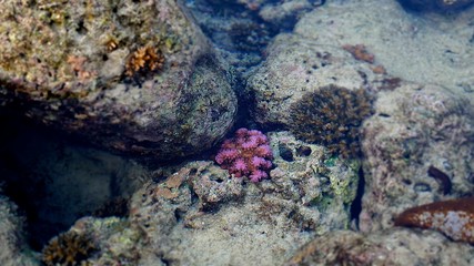 Fototapeta na wymiar Colorful Coral Flowers