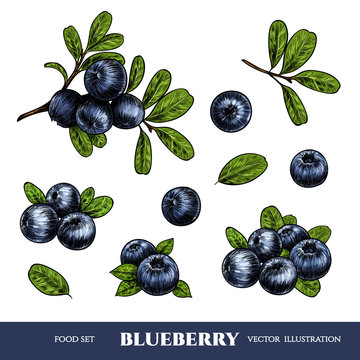 Vector blueberry hand drawn sketch. Sketch vector  food illustration. Vintage style
