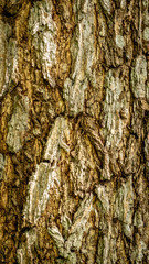detail closeup of bark of a tree. natural abstract texture background