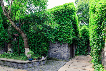 ivy on the wall