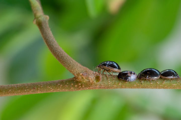 black color ladybugs beetle
