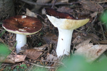 wild mushrooms, Bozcaarmut, Bilecik