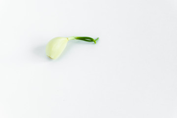 Garlic with green sprouted sprout on a white background