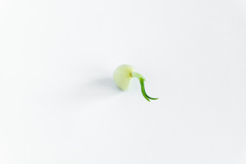 Garlic with green sprouted sprout on a white background