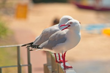 Seagulls sitting on a railing - focus on gull with open beak.