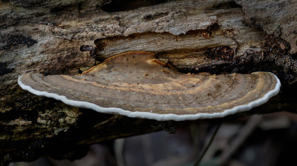 Close-up of Hexagonia tenuis bracket fungus - NSW, Australia