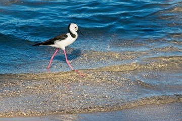 Australian black- winged ( himantopus himantopus) stilt wading in shallow water.