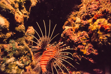 Naklejka na ściany i meble Lion Fish in Coral Underwater