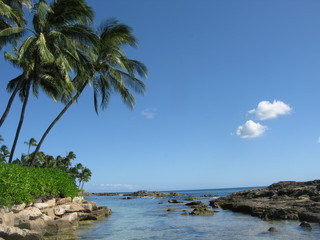 Fototapeta na wymiar Hawaii Palm Tree & Beach