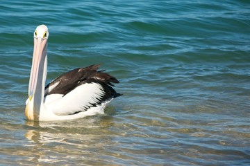Australian pelican swimming in shallow water.